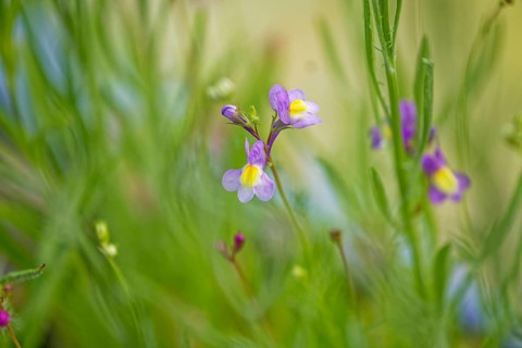 A purple flower with a yellow centre amidst green leaves against a blurred background, Moroccan