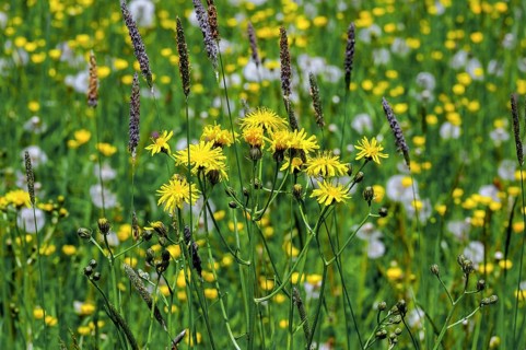 Rough hawksbeard (Crepis biennis) and ranunculus auricomus (Ranunculus auricomus agg.), Allgaeu,