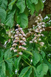 Spring, blossoms of the common horse-chestnut (Aesculus hippocastanum), Allgaeu, Bavaria, Germany,
