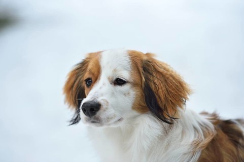 Portrait of a Kooikerhondje dog in the snow in winter