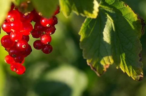 Redcurrants hanging on a branch surrounded by green leaves in the sunlight Ribes rubrum, gooseberry