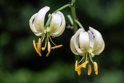 Martagon lily (Lilium martagon), Emsland, Lower Saxony, Germany, Europe