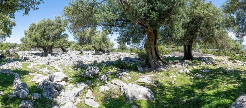Old olive trees near Lun, island of Pag, Zadar, Dalmatia, Croatia, Europe