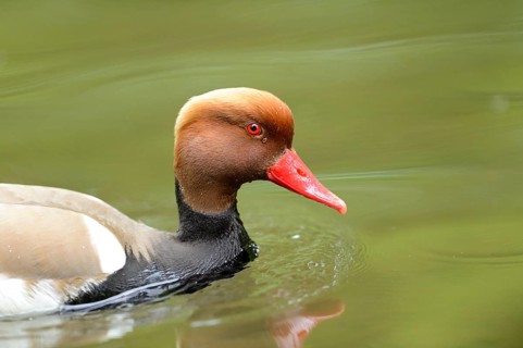 Close-up of a Red-crested Pochard (Netta rufina) swimming in the water in spring