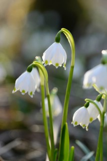 Close-up of Spring Snowflake (Leucojum vernum) blossoms in a forest in spring