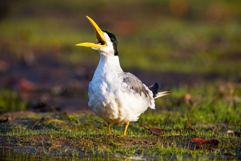Large-billed Tern (Phaetusa simplex) Pantanal Brazil