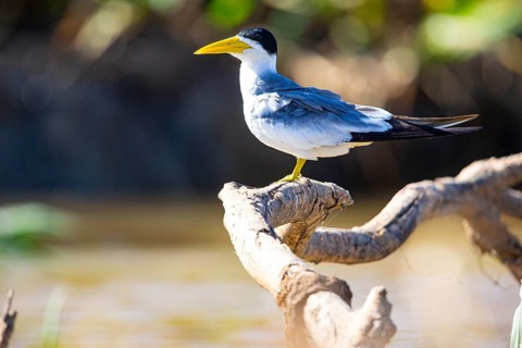Large-billed Tern (Phaetusa simplex) Pantanal Brazil