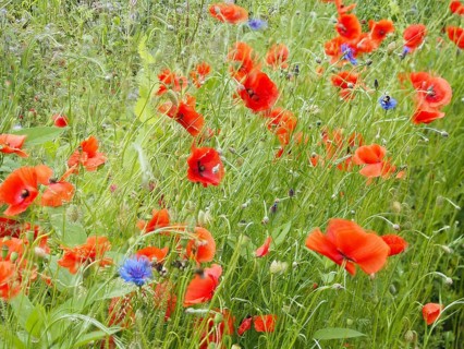 Poppy field in bloom, cornflowers in between, near Heimschuh, Styria, Austria, Europe