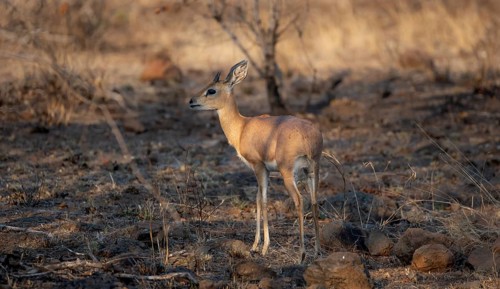Steenbok (Raphicerus campestris) in the evening light, male, Kruger National Park, South Africa,