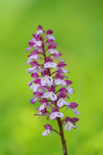 Northern marsh-orchid (Orchis purpurea), inflorescence, flowering, macro, nature photography,