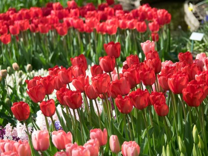 Rows of bright red and pink tulips in full bloom in a garden, many colourful, blooming tulips in