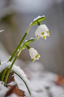 Close-up of spring snowflake (Leucojum vernum) blooming in spring, Bavaria, Germany, Europe
