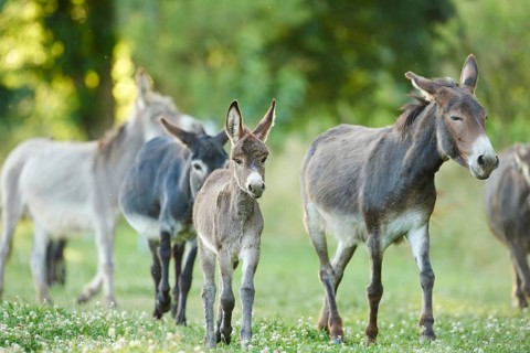 Close-up of a donkey or ass (Equus africanus asinus) mother with her youngster on a meadow in