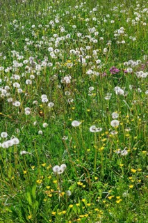 Meadow with dandelion, common dandelion (Taraxacum sect. Ruderalia), and ranunculus auricomus