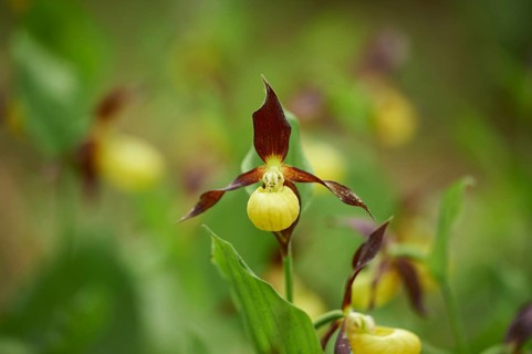 Close-up of lady's-slipper orchid (Cypripedium calceolus) blossom in a forest in early summer