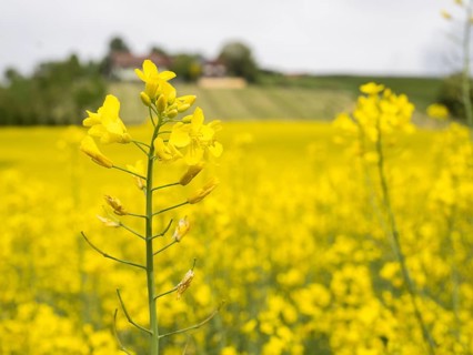 Rape in bloom in a rape field, near Riegersburg, Styria, Austria, Europe