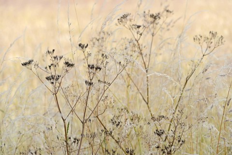 Umbellifer (Apiaceae) with fruiting stems and true grass (Poaceae), North Rhine-Westphalia,