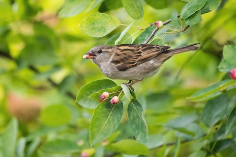 A house sparrow (Passer domesticus) feeding on the fruit of a rock pear, snowy mespilus