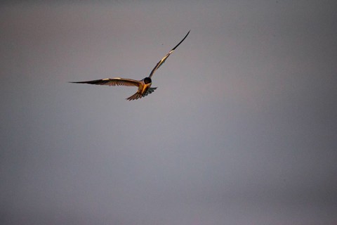 Large-billed Tern (Phaetusa simplex) Pantanal Brazil