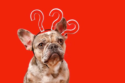 French Bulldog dog with headband with question marks on red background with copy space