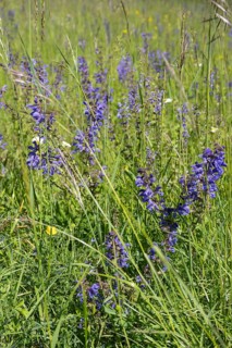 Meadow clary (Salvia pratensis) in a meadow, bee forage meadow, forage meadow, Baden-Wuerttemberg,