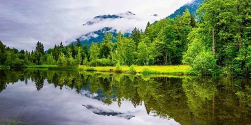 Water reflection in the moor pond, near Oberstdorf, Oberallgaeu, Allgaeu, Bavaria, Germany, Europe
