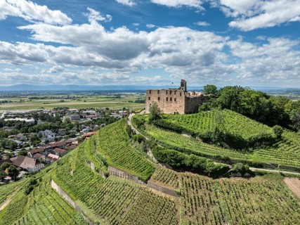 Aerial view of Staufen Castle, on a vineyard, Schlossberg, Staufen im Breisgau, Markgraeflerland,