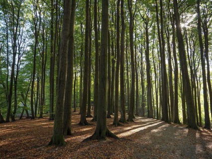 Deciduous forest in autumn, broken by sunlight, with long shadows and a calming natural atmosphere,