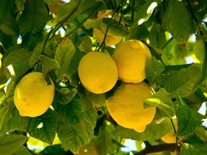 Branches with ripe yellow lemons on a green tree in the garden, palma de Majorca with its historic