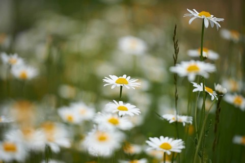 Close-up of a flower meadow with ox-eye daisy (Leucanthemum vulgare) blossoms in early summer