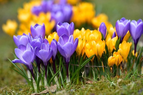 Spring Crocus or Giant Crocus (Crocus cultivars) flowering colourful in spring