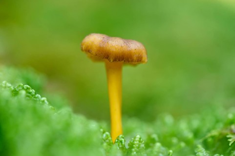 Close-up of a Yellowfoot (Craterellus tubaeformis) in forest in autumn