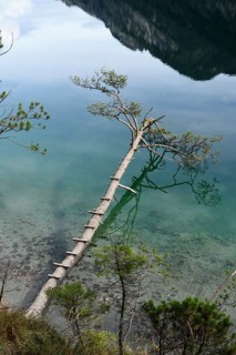 Landscape of a Scots pine (Pinus sylvestris) hanging over the water of a clear lake (Plansee) in