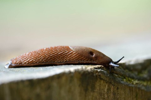 Close-up of a Spanish slug (Arion vulgaris) youngster in a forest in early summer