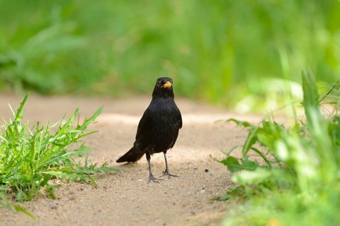 Close-up of a common blackbird (Turdus merula) on a meadow in spring