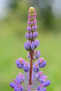 Close-up of narrow-leafed lupin or blue lupin (Lupinus angustifolius) blossoms in spring