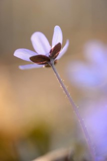 Close-up of a Common Hepatica (Anemone hepatica) blossom in a forest on a sunny evening in spring