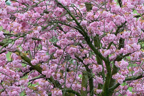 Japanese flowering cherry (Prunus serrulata Kanzan) in bloom, North Rhine-Westphalia, Germany,