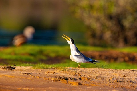 Large-billed Tern (Phaetusa simplex) Pantanal Brazil