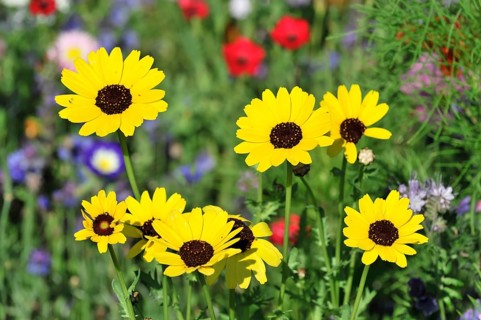 Golden daisy (Euryops spec.), flower meadow, Baden-Wuerttemberg, Germany, Europe, group of yellow
