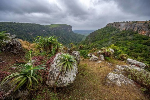 Krantz aloe (Aloe arborescens) growing on rocks, view from the plateau to the Graskop Gorge with