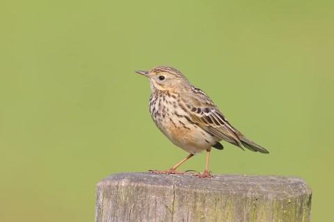 Meadow Pipit (Anthus pratensis) sitting on a pasture fence, Wildlife, Nature photography, Huede,
