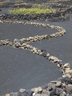 Curling stone walls on black sandy soil in a barren landscape, the Canary Island of Lanzarote with