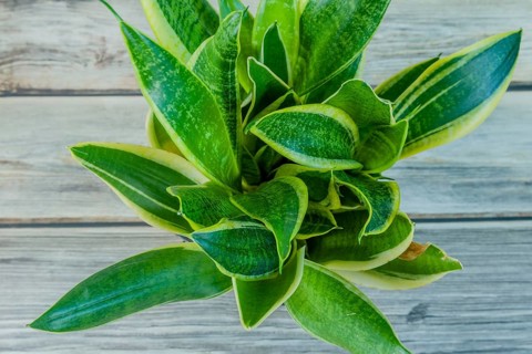Top down view of Dracaena trifasciata, AKA snake plant or mother-in-law's tongue wooden on tabletop