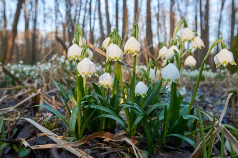 Close-up of spring snowflake (Leucojum vernum) blooming in spring, Bavaria, Germany, Europe