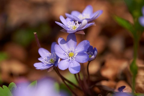 Common hepatica (Anemone hepatica) Blossoms in a forest, Bavaria, Germany, Europe