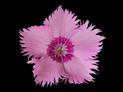 Flower of a fragrant garden carnation (Dianthus), Leimbach, Thurgau, Switzerland, Europe