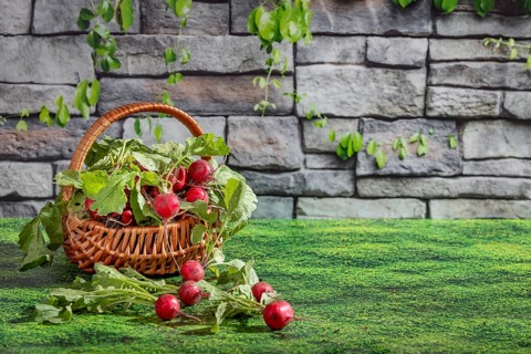 A basket of freshly harvested radishes, arranged on a grassy area in front of a stone wall