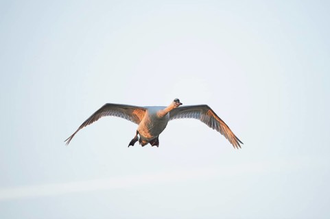 Close-up of a flying mute swan (Cygnus olor) in spring