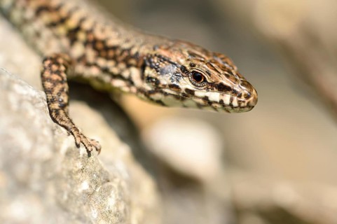 Close-up of a common wall lizard (Podarcis muralis) in autumn, Italy, Europe